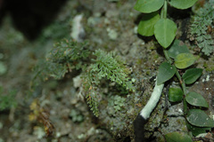Asplenium pulcherrimum