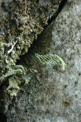 Asplenium pulcherrimum