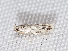 Melanocinclis sparsa