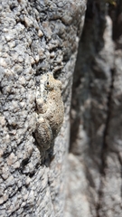 Pseudacris cadaverina