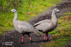 Cape Barren Goose photo 3