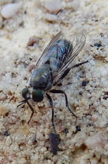 Atomosia melanopogon