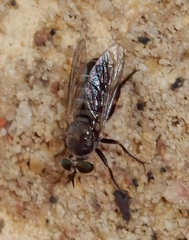 Atomosia melanopogon