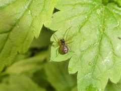 Pachygnatha listeri