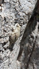 Pseudacris cadaverina