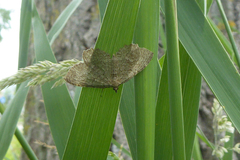 Philereme vetulata