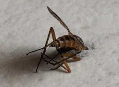 Rhagio vitripennis