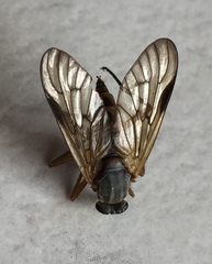 Rhagio vitripennis