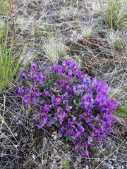 Oxytropis triphylla
