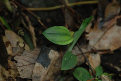Eucosia longirostrata