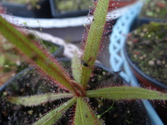 Drosera adelae