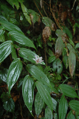 Tricyrtis suzukii