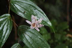 Tricyrtis suzukii