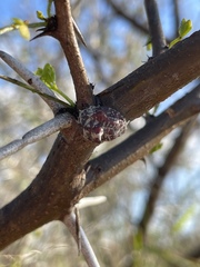 Aspidoproctus