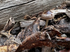 Mycena nargan