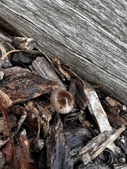 Mycena nargan