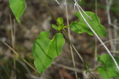 Cynanchum unifarium