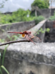 Trithemis arteriosa