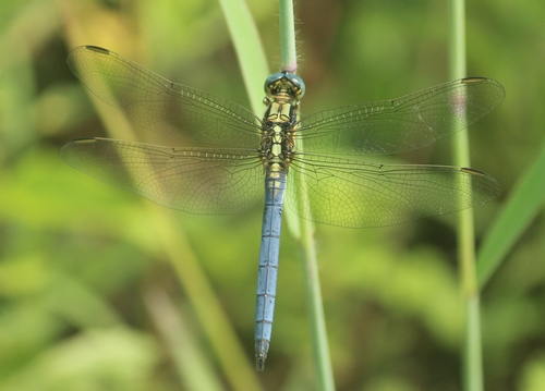 Slender Blue Skimmer photo 5