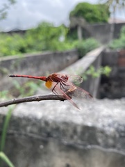 Trithemis arteriosa