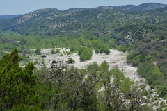 Cynanchum unifarium