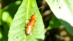 Rhagonycha fulva