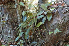 Phlegmariurus carinatus