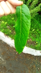 Pterocarya