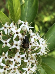 Trichiotinus piger
