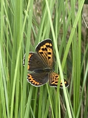 Lycaena phlaeas