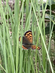 Lycaena phlaeas