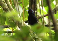 Pyriglena leucoptera