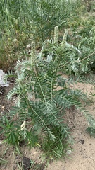 Sophora alopecuroides