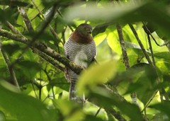 Micrastur ruficollis