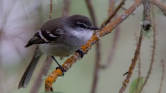 Mecocerculus leucophrys
