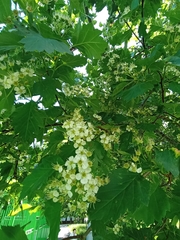 Crataegus flabellata