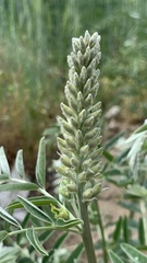 Sophora alopecuroides