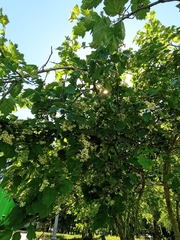 Crataegus flabellata