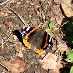 Vanessa atalanta