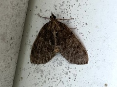 Hydriomena perfracta