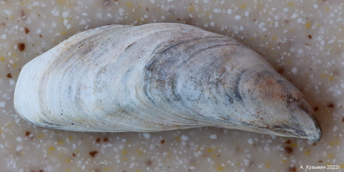 Dreissena caspia