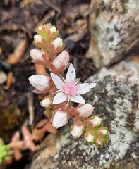 Sedum anglicum