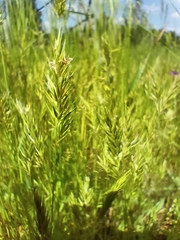 Anthoxanthum aristatum