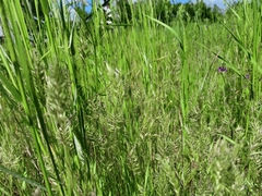 Anthoxanthum aristatum