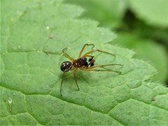 Pachygnatha listeri