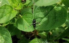 Rivellia syngenesiae