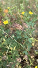 Eremopyrum orientale