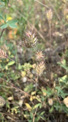 Eremopyrum orientale