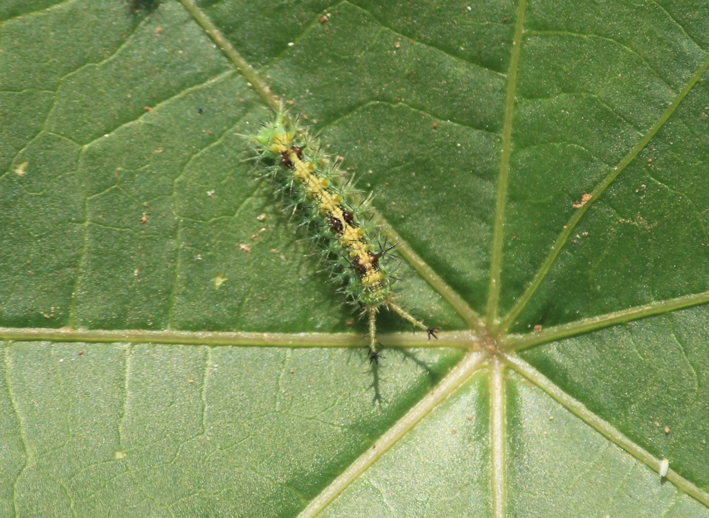 Common Castor Butterfly