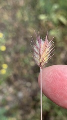 Eremopyrum orientale